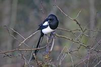 Magpie